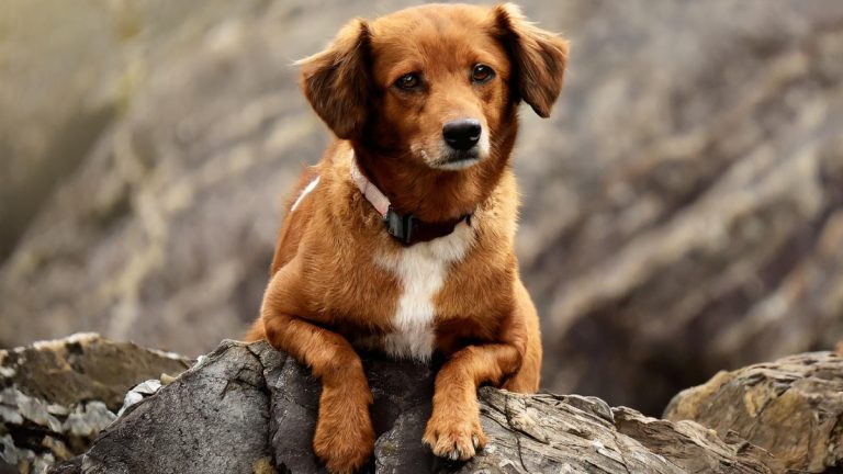 Thank You Message for My Dog Who Passed Away