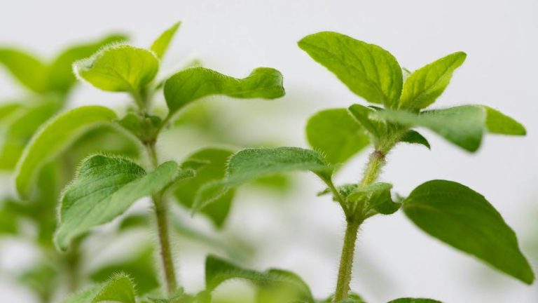 Ultimate Guide To Herbal Shipping Regulations And Best Practices