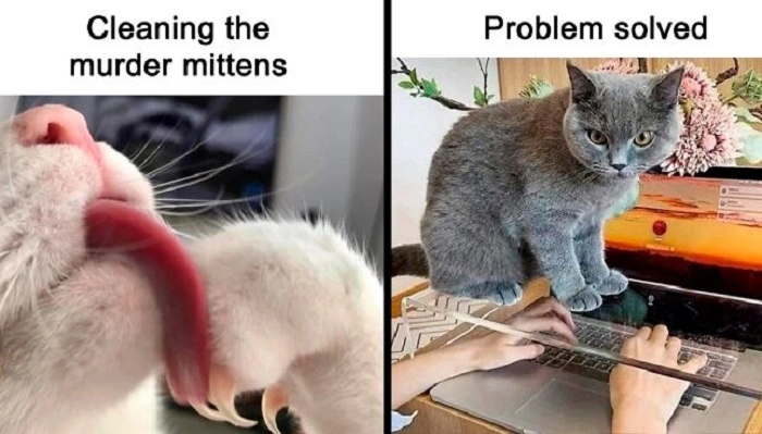 Explaining Why Thank You Cat Memes Are So Famous 1