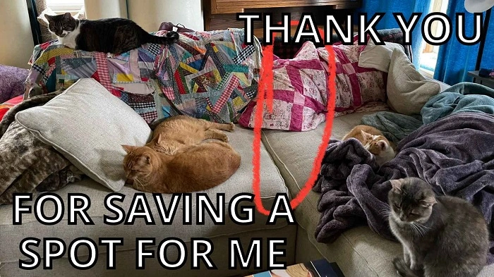 Funny Short Thank You Cat Meme Sayings 1