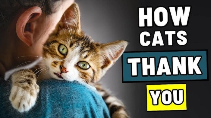 When is the best time to share Thank You Kitty